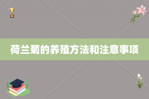 荷兰菊的养殖方法和注意事项