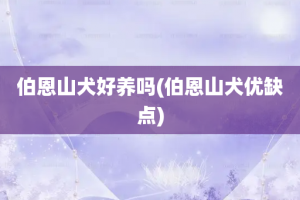 伯恩山犬好养吗(伯恩山犬优缺点)