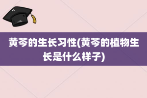 黄芩的生长习性(黄芩的植物生长是什么样子)