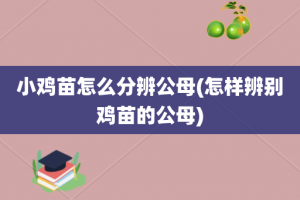 小鸡苗怎么分辨公母(怎样辨别鸡苗的公母)