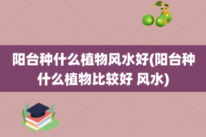 阳台种什么植物风水好(阳台种什么植物比较好 风水)