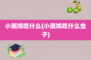 小斑鸠吃什么(小斑鸠吃什么虫子)