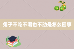 兔子不吃不喝也不动是怎么回事