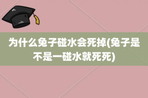 为什么兔子碰水会死掉(兔子是不是一碰水就死死)