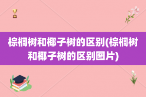 棕榈树和椰子树的区别(棕榈树和椰子树的区别图片)