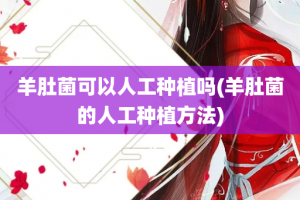羊肚菌可以人工种植吗(羊肚菌的人工种植方法)