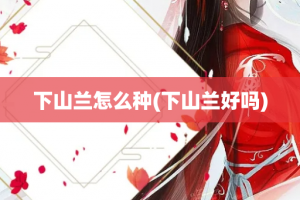 下山兰怎么种(下山兰好吗)