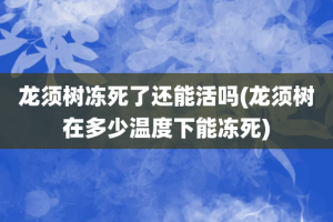 龙须树冻死了还能活吗(龙须树在多少温度下能冻死)