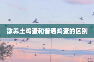 散养土鸡蛋和普通鸡蛋的区别