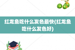 红龙鱼吃什么发色最快(红龙鱼吃什么发色好)