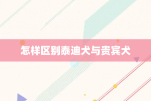 怎样区别泰迪犬与贵宾犬