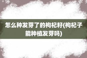 怎么种发芽了的枸杞籽(枸杞子能种植发芽吗)