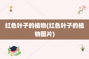 红色叶子的植物(红色叶子的植物图片)