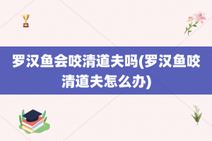 罗汉鱼会咬清道夫吗(罗汉鱼咬清道夫怎么办)