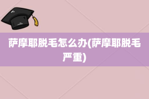 萨摩耶脱毛怎么办(萨摩耶脱毛严重)