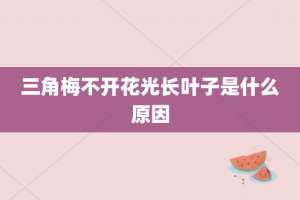 三角梅不开花光长叶子是什么原因