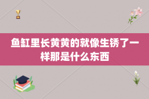 鱼缸里长黄黄的就像生锈了一样那是什么东西