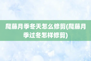 爬藤月季冬天怎么修剪(爬藤月季过冬怎样修剪)