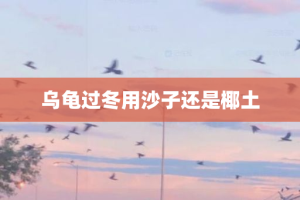 乌龟过冬用沙子还是椰土