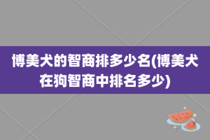 博美犬的智商排多少名(博美犬在狗智商中排名多少)