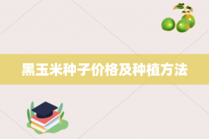 黑玉米种子价格及种植方法