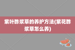 紫叶酢浆草的养护方法(紫花酢浆草怎么养)