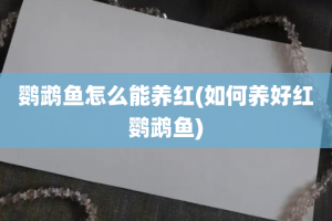 鹦鹉鱼怎么能养红(如何养好红鹦鹉鱼)
