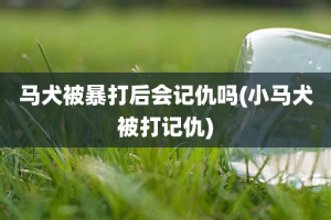 马犬被暴打后会记仇吗(小马犬被打记仇)