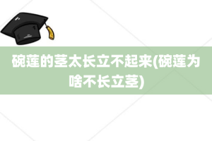 碗莲的茎太长立不起来(碗莲为啥不长立茎)