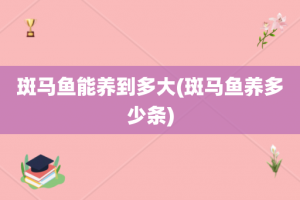 斑马鱼能养到多大(斑马鱼养多少条)