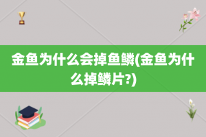 金鱼为什么会掉鱼鳞(金鱼为什么掉鳞片?)