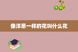 像洋葱一样的花叫什么花