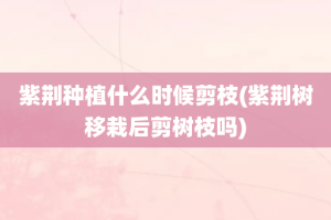 紫荆种植什么时候剪枝(紫荆树移栽后剪树枝吗)