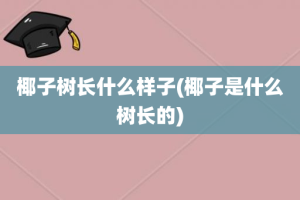 椰子树长什么样子(椰子是什么树长的)