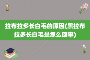 拉布拉多长白毛的原因(黑拉布拉多长白毛是怎么回事)