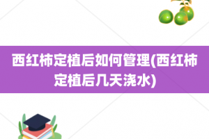 西红柿定植后如何管理(西红柿定植后几天浇水)