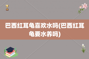 巴西红耳龟喜欢水吗(巴西红耳龟要水养吗)