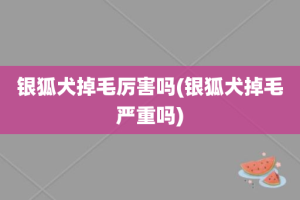银狐犬掉毛厉害吗(银狐犬掉毛严重吗)