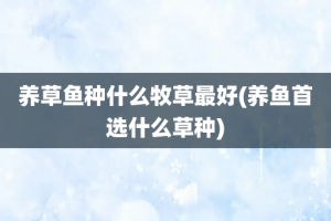养草鱼种什么牧草最好(养鱼首选什么草种)