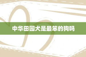 中华田园犬是最笨的狗吗