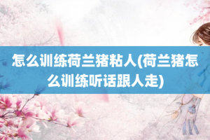 怎么训练荷兰猪粘人(荷兰猪怎么训练听话跟人走)