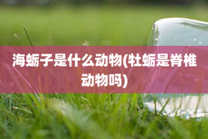 海蛎子是什么动物(牡蛎是脊椎动物吗)