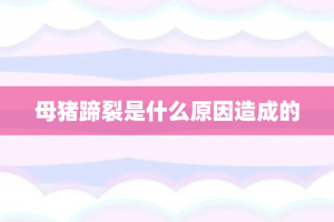 母猪蹄裂是什么原因造成的