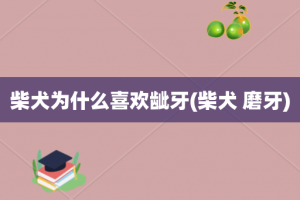 柴犬为什么喜欢龇牙(柴犬 磨牙)