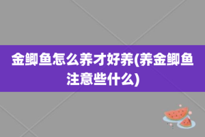 金鲫鱼怎么养才好养(养金鲫鱼注意些什么)