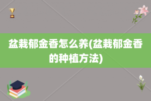 盆栽郁金香怎么养(盆栽郁金香的种植方法)