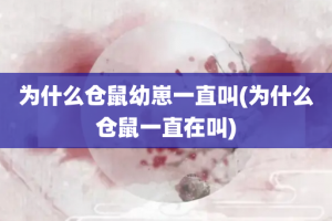 为什么仓鼠幼崽一直叫(为什么仓鼠一直在叫)