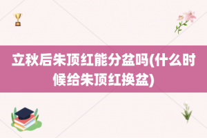 立秋后朱顶红能分盆吗(什么时候给朱顶红换盆)