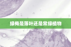 绿梅是落叶还是常绿植物