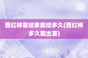 西红柿苗结果能结多久(西红柿多久能出苗)